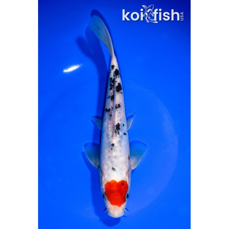 8.25" DOITSU TANCHO SANKE