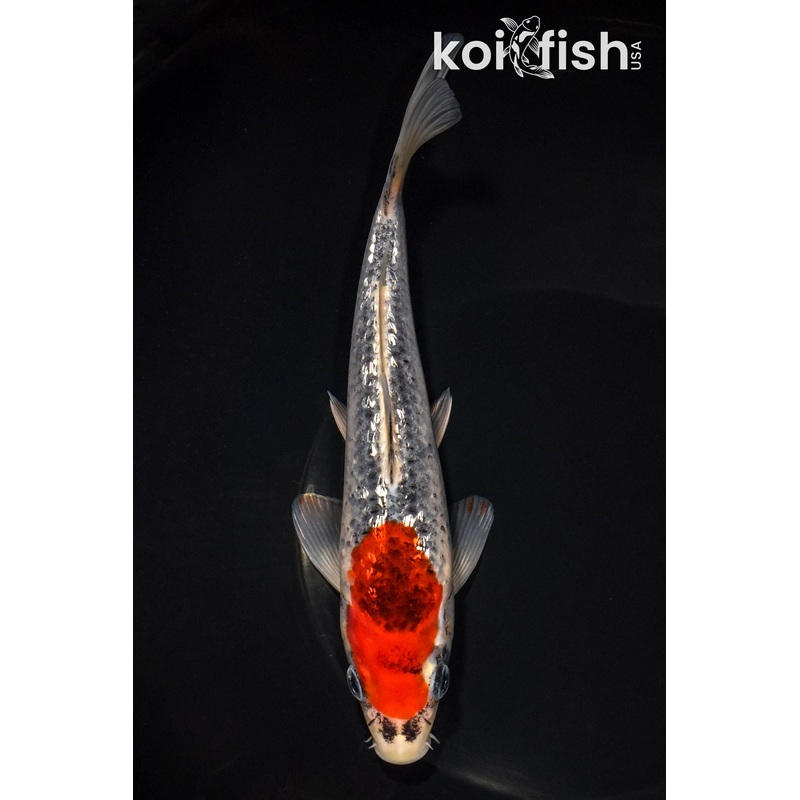 8.25" GINRIN GOSHIKI