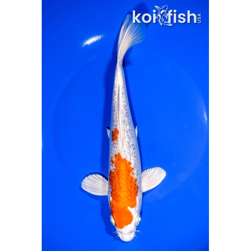 8.25" GINRIN HARIWAKE