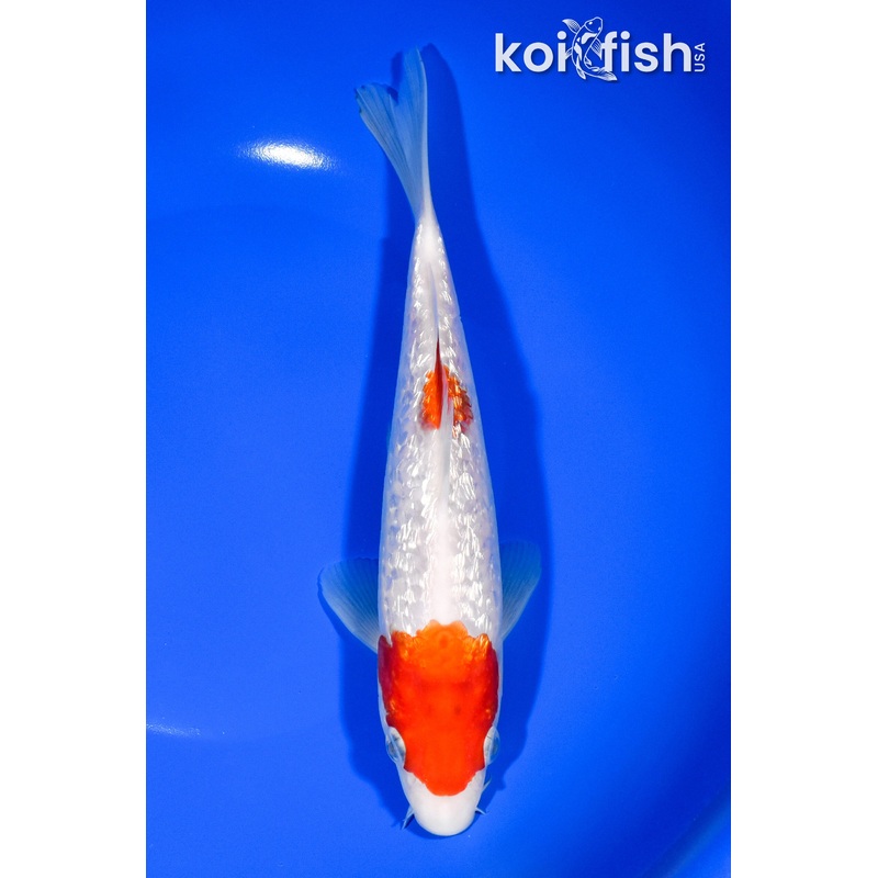 8.25" GINRIN MARUTEN KOHAKU