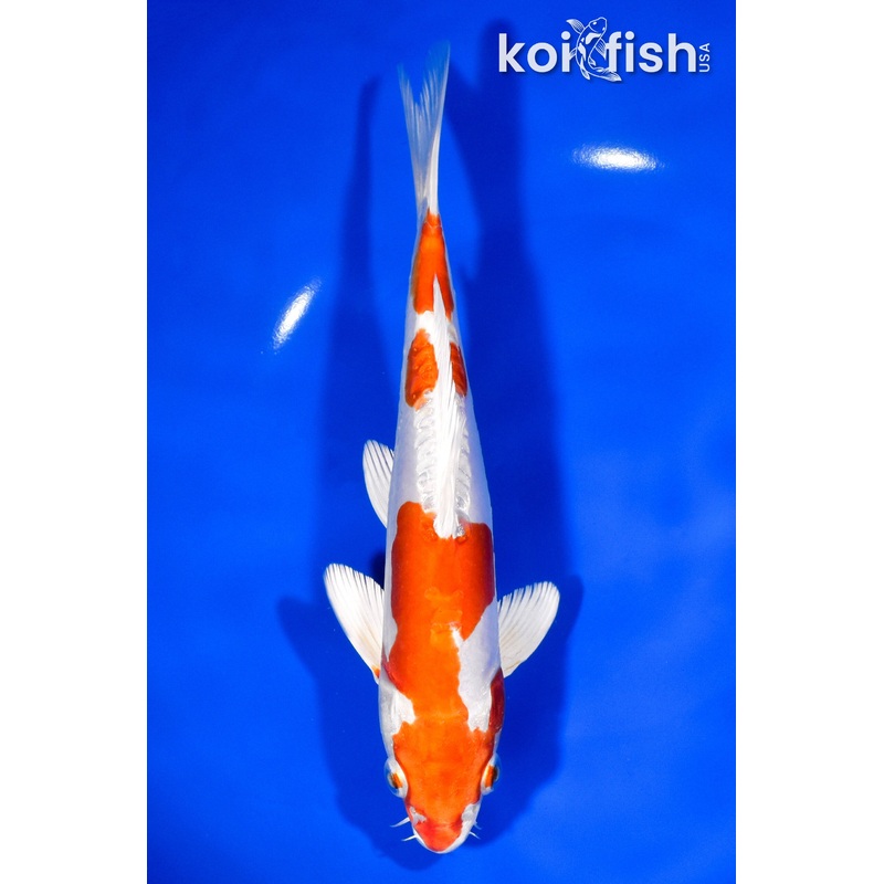 8.25" KIKUSUI