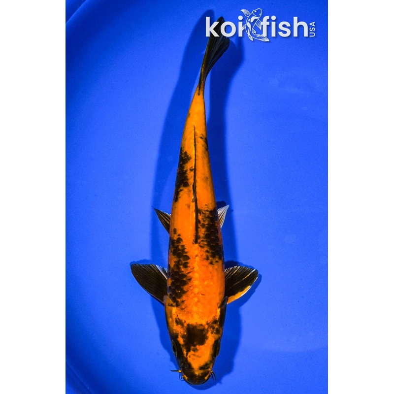8.25" KIN HI UTSURI