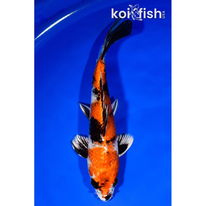 8.25" KIN SHOWA