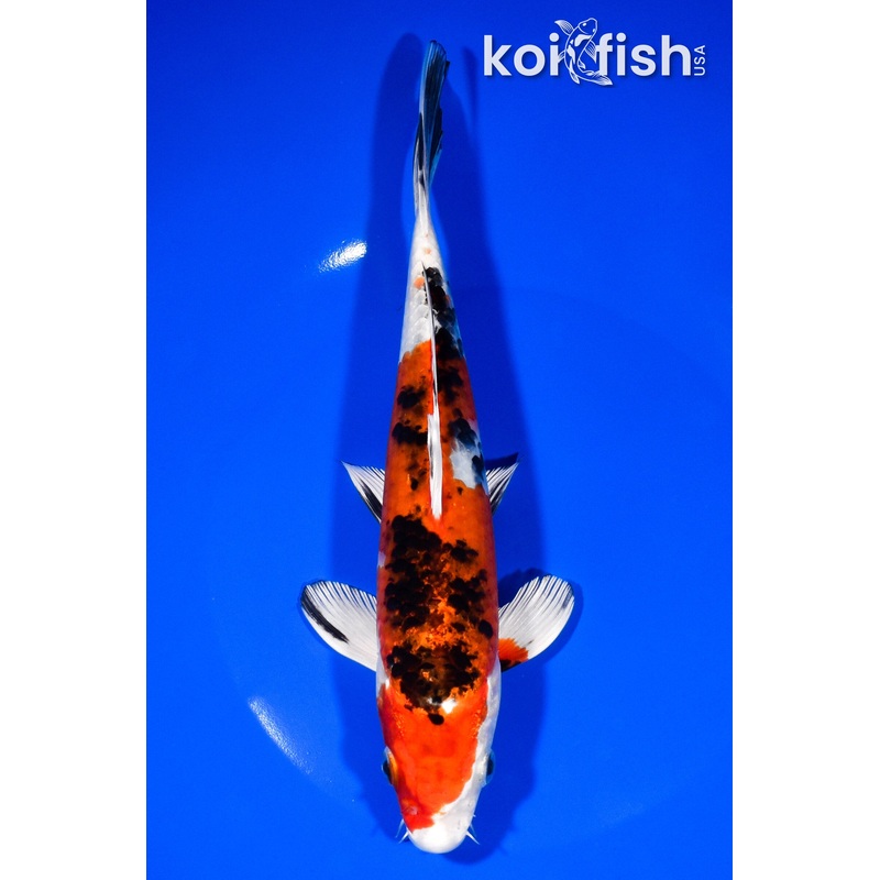 8.25" YAMATO NISHIKI
