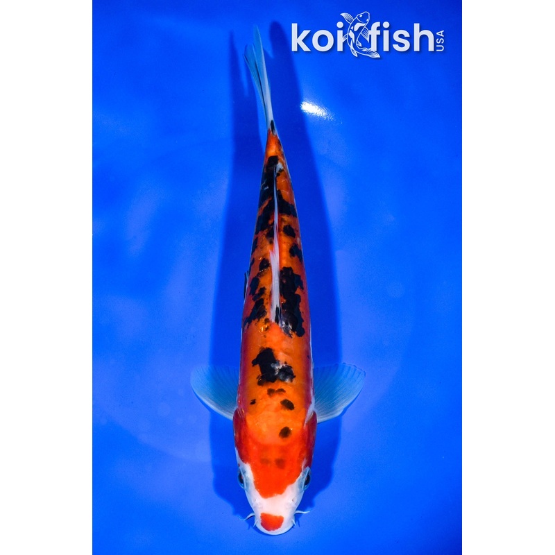 8.5" DOITSU AKA SANKE