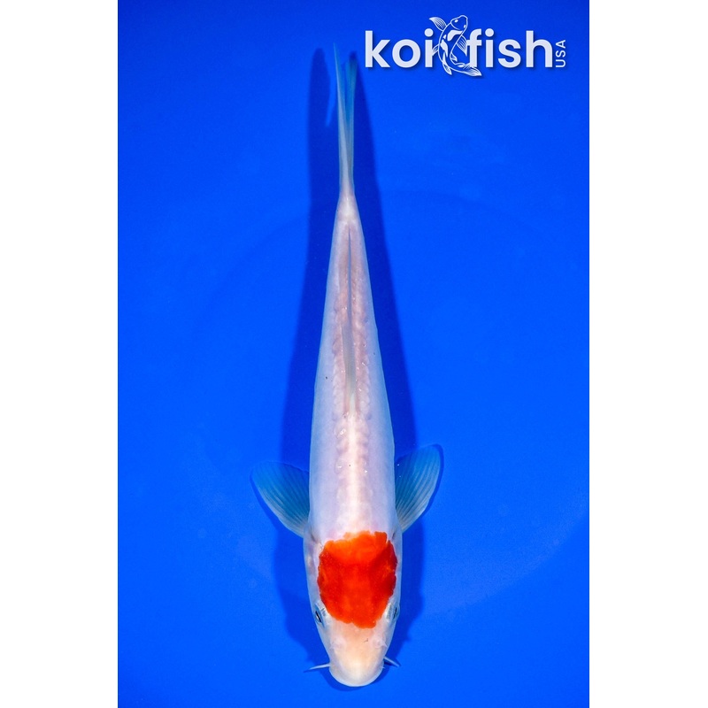 8.5" DOITSU TANCHO KOHAKU