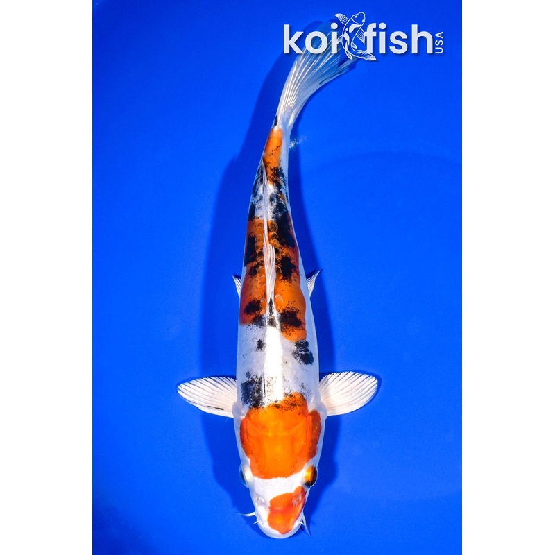 8.5" HEISEI NISHIKI