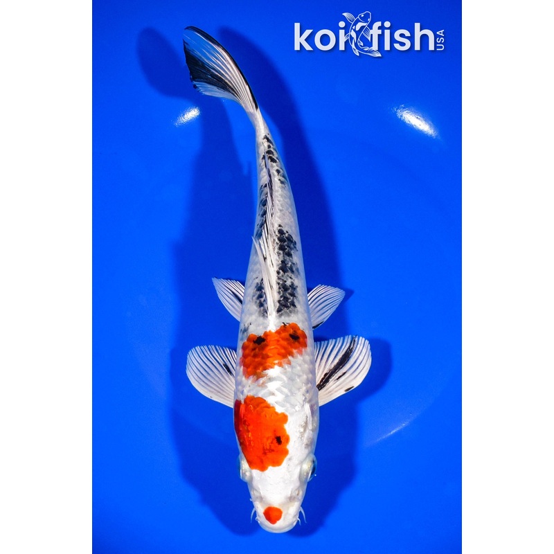8.5" YAMATO NISHIKI
