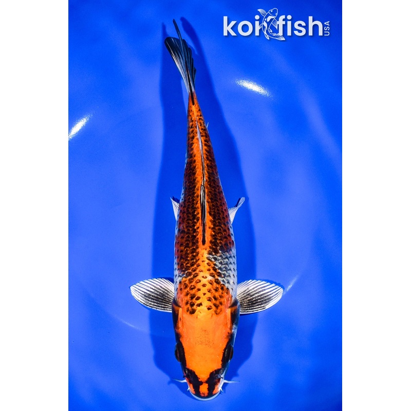 8.75" BENI GINGA