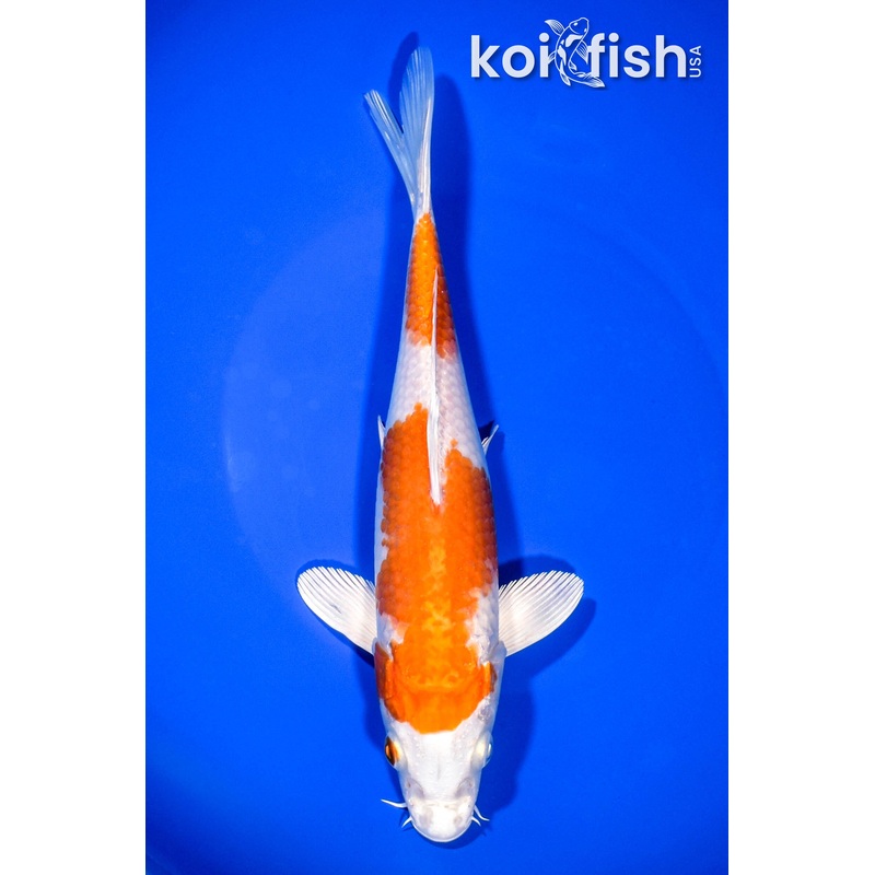8.75" HARIWAKE