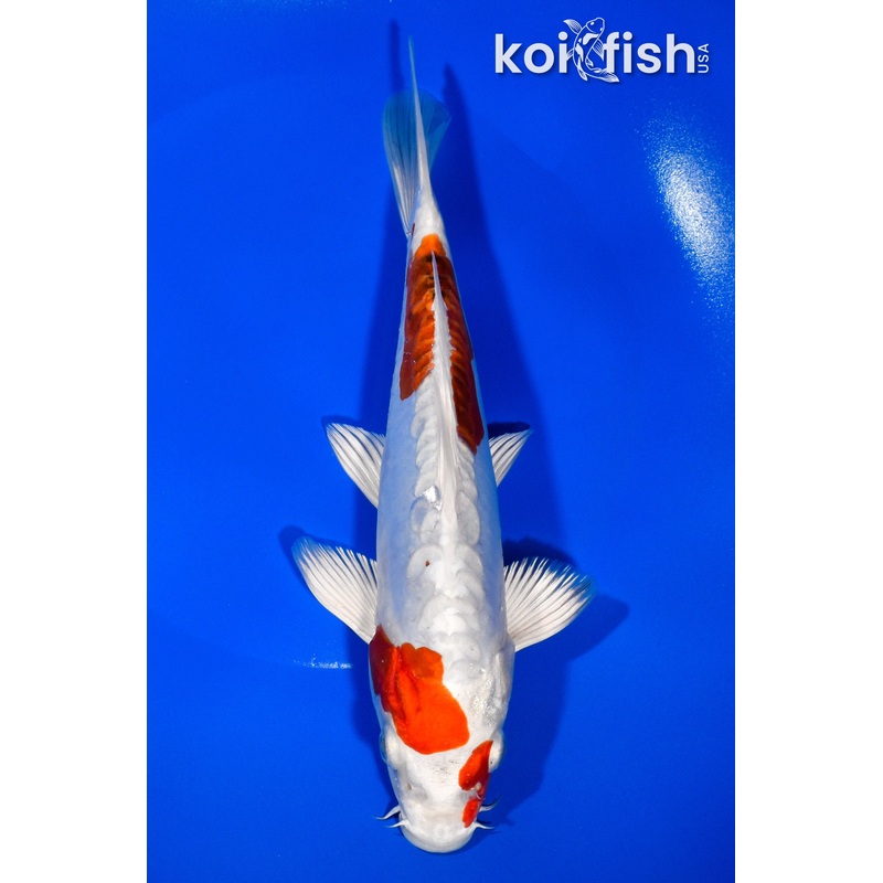 8.75" KIKUSUI