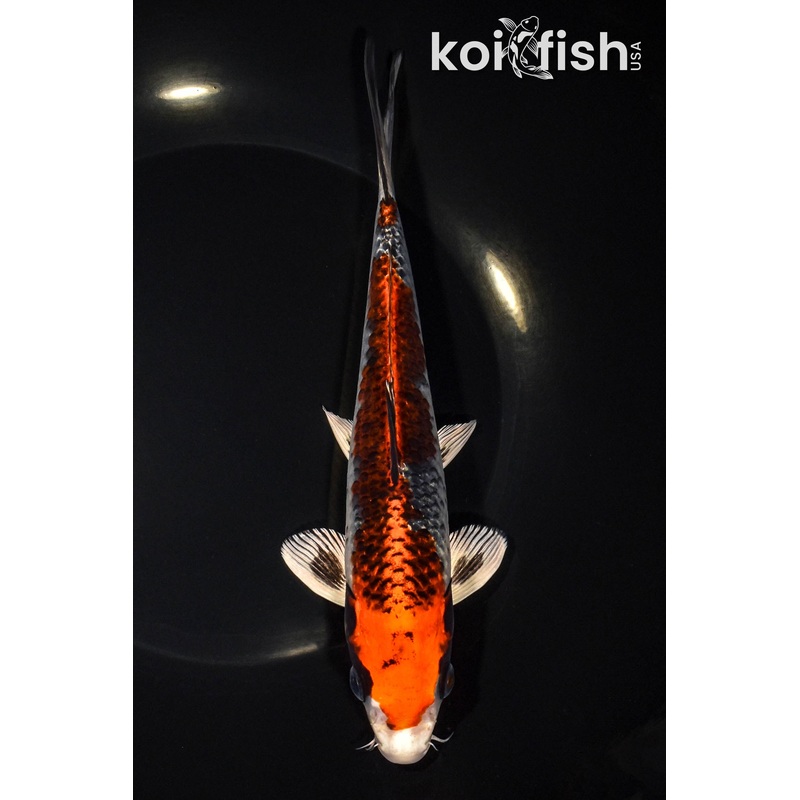 8" BENI GINGA