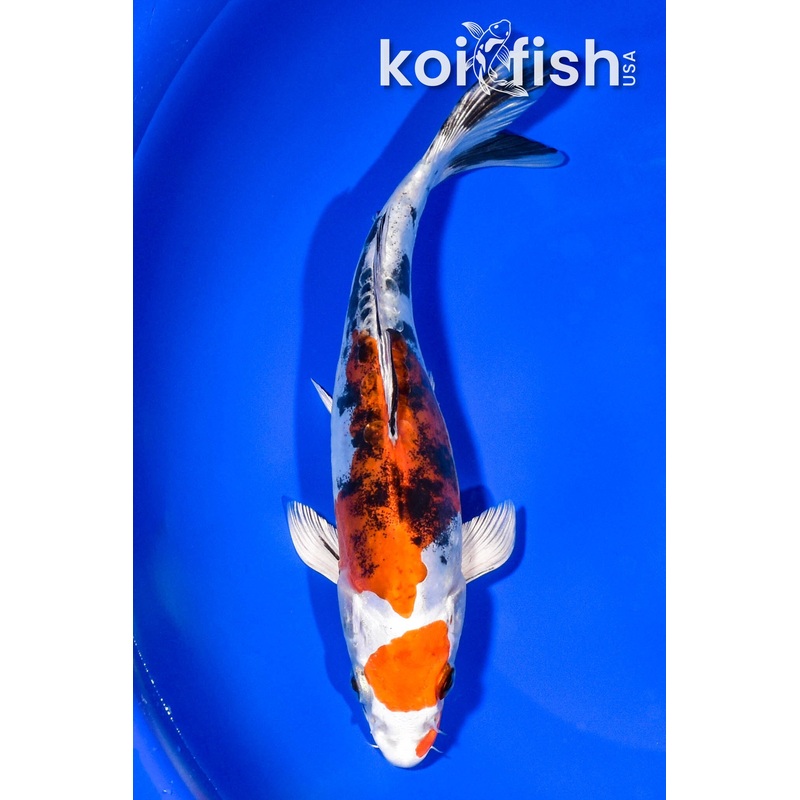 8" HEISEI NISHIKI