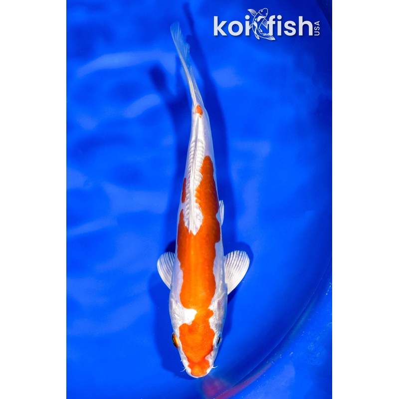 8" KIKUSUI