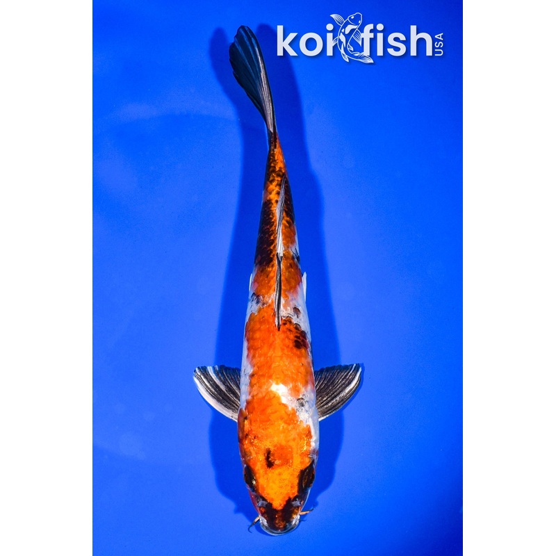8" KIN SHOWA