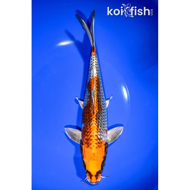 9.25" BENI GINGA
