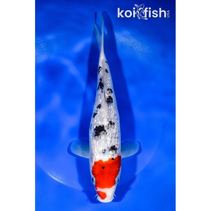 9.25" GINRIN SANKE