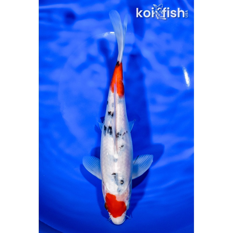 9.25" MARUTEN SANKE