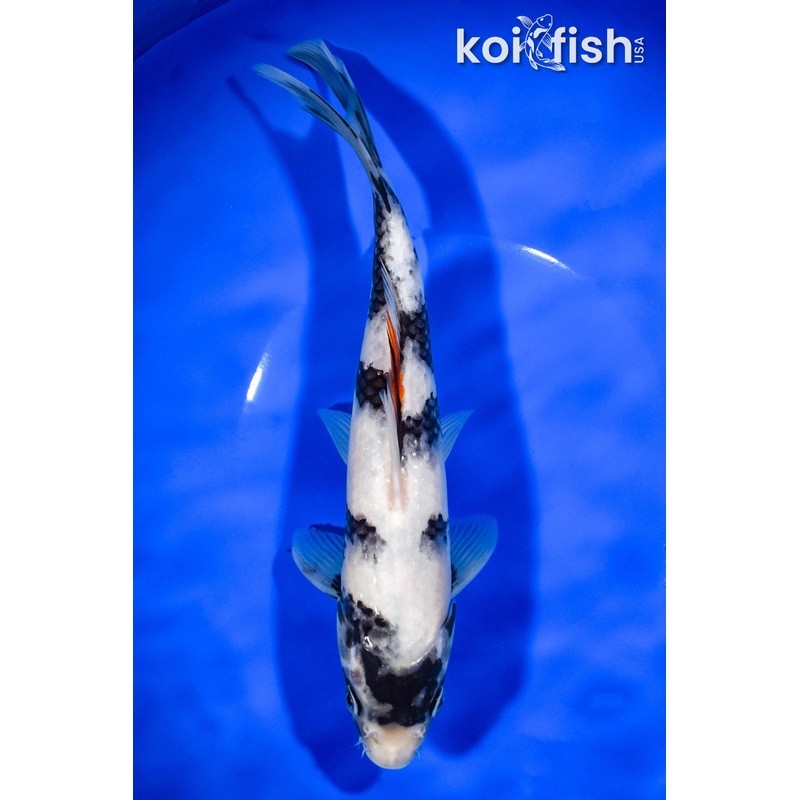 9.25" SHIRO UTSURI