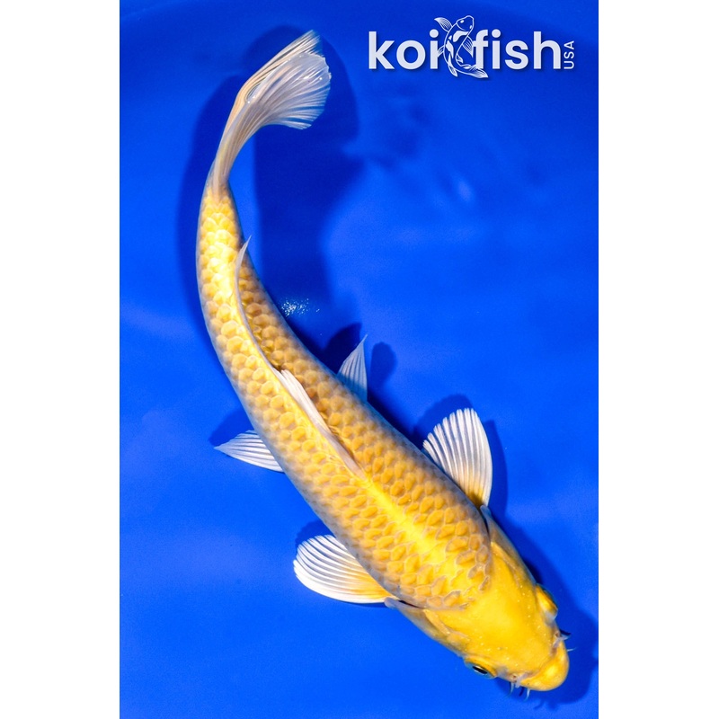 9.25" YAMABUKI OGON