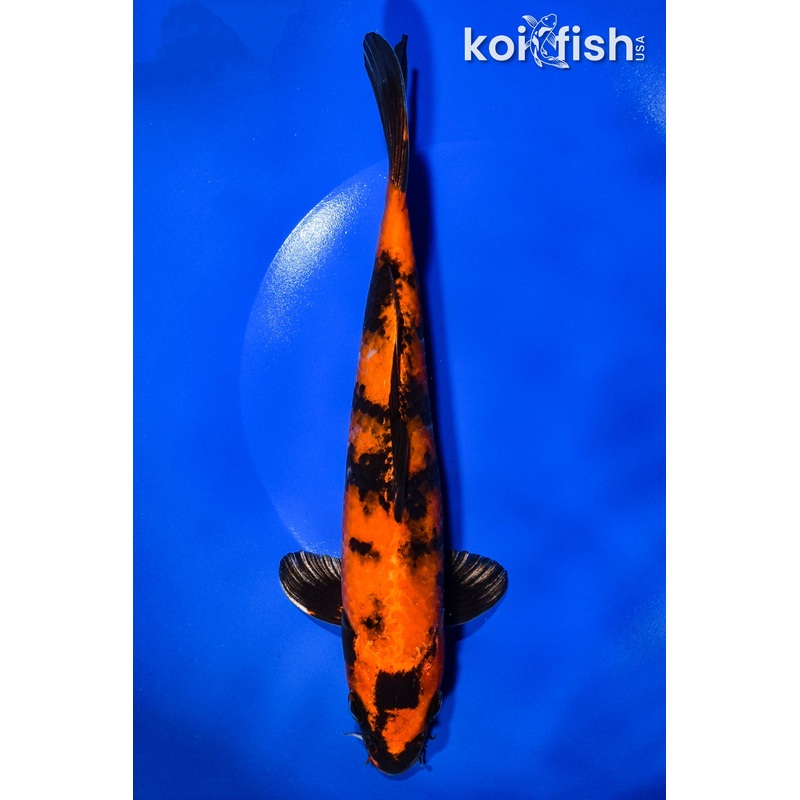 9.5" KIN HI UTSURI