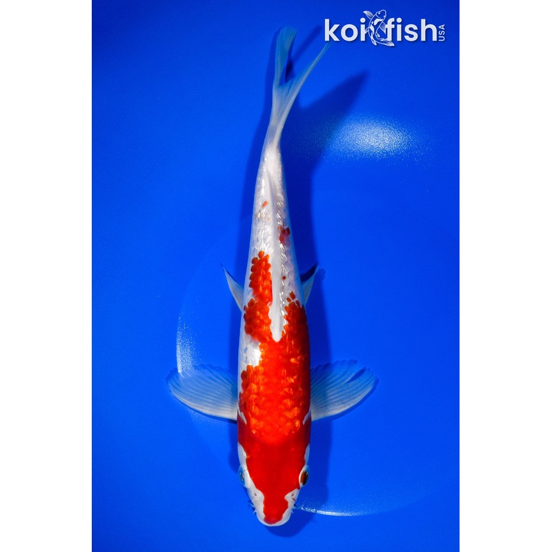 9.75" GINRIN KOHAKU