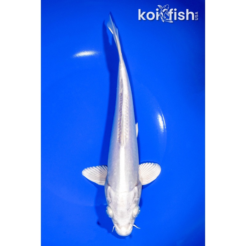 9" DOITSU PLATINUM OGON