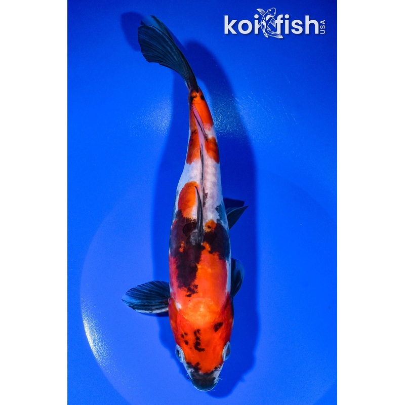 9" DOITSU SHOWA