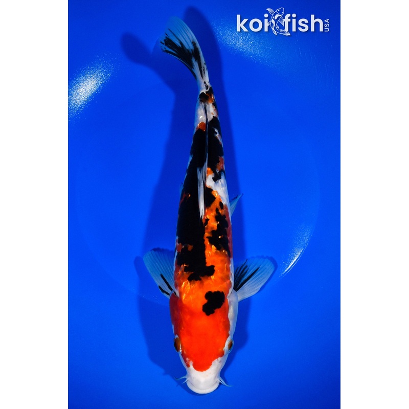 10.25" GINRIN SANKE