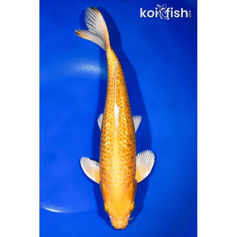 10.75" GINRIN YAMABUKI OGON