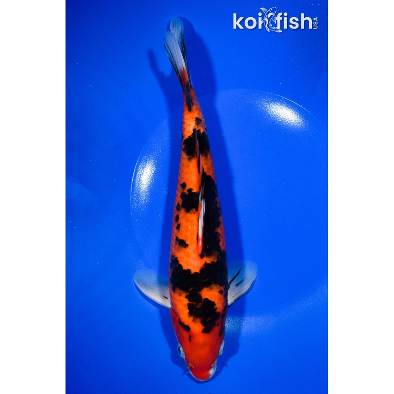 10" AKA SANKE
