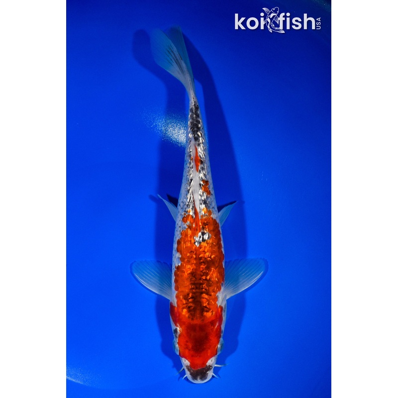 10" GINRIN GOSHIKI