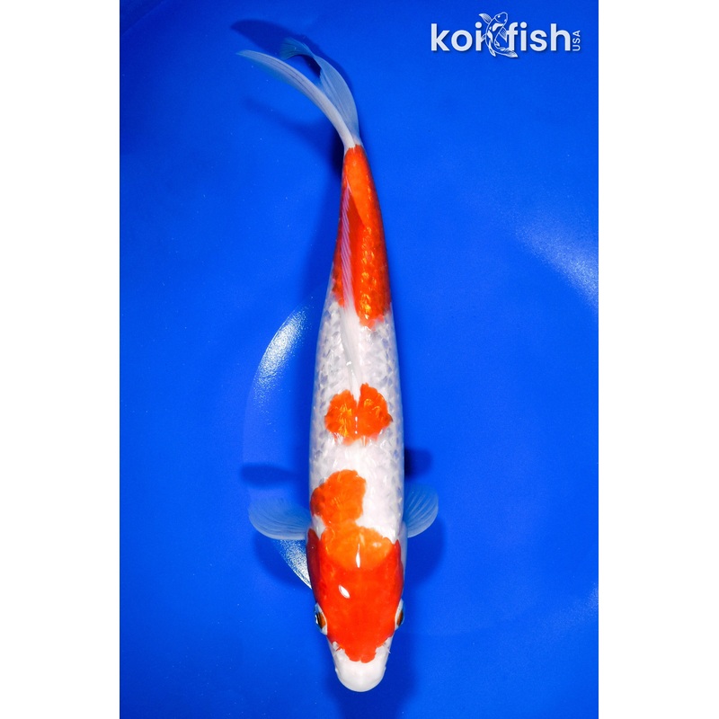 10" GINRIN SANDAN KOHAKU