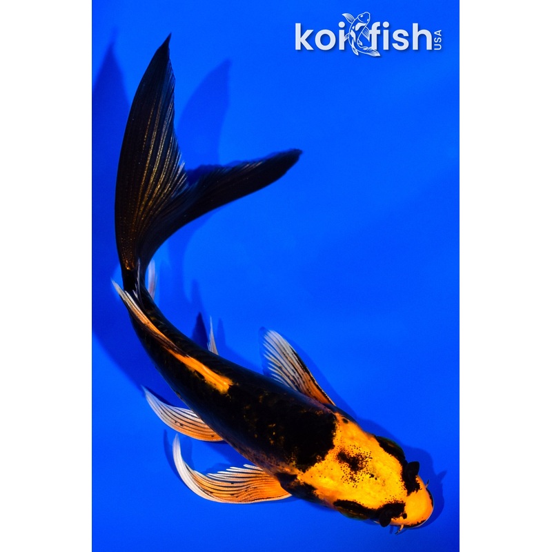 4.25" DOITSU ORENJI MATSUBA BUTTERFLY