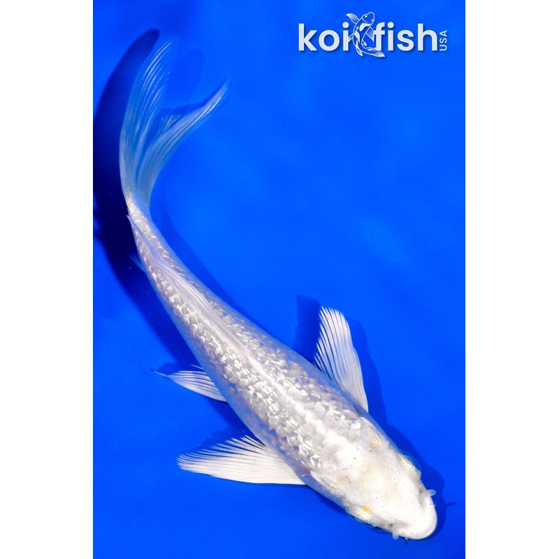 4.25" GINRIN PLATINUM OGON BUTTERFLY
