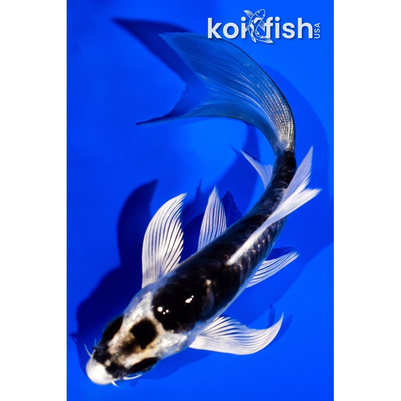 4.25" KIKOKURYU BUTTERFLY