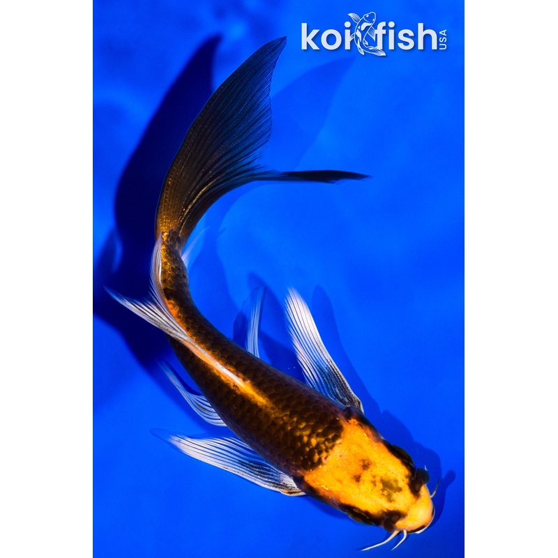 4.25" ORENJI MATSUBA BUTTERFLY