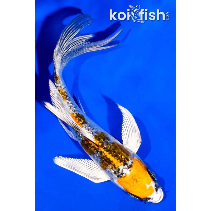 4.5" GINRIN KUJAKU BUTTERFLY