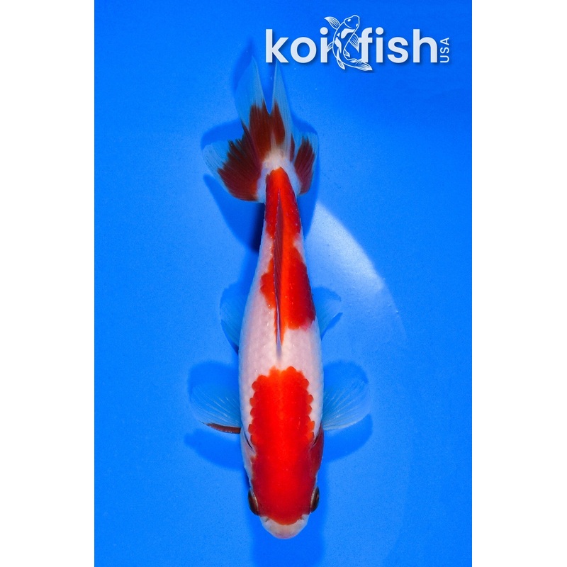4.5" SARASA WAKIN GOLDFISH