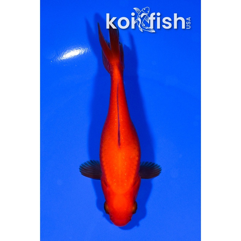 4.75" WAKIN GOLDFISH