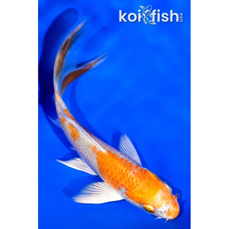 4" HARIWAKE BUTTERFLY