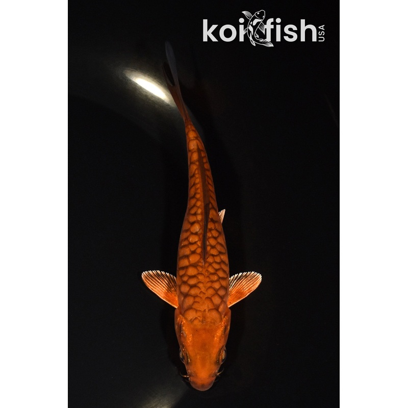 5.25" ARAGOKE CHAGOI