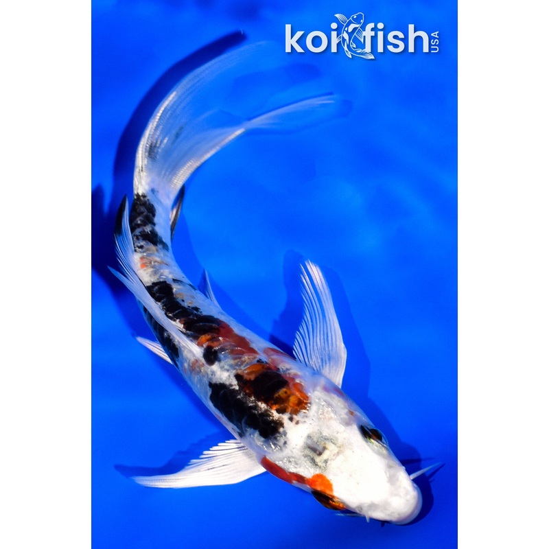 5.25" ARMOR SCALED HEISEI NISHIKI BUTTERFLY