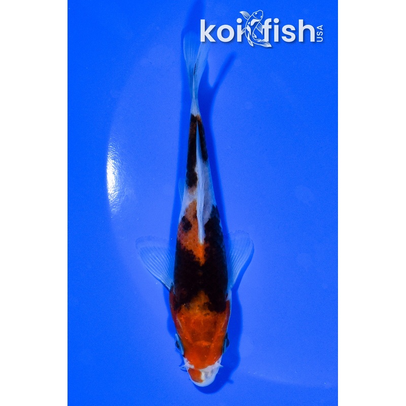 5.25" BENI MATSUKAWABAKE