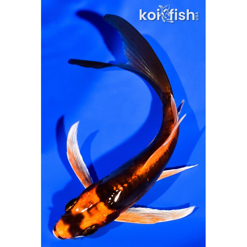 5.25" DOITSU ORENJI MATSUBA BUTTERFLY