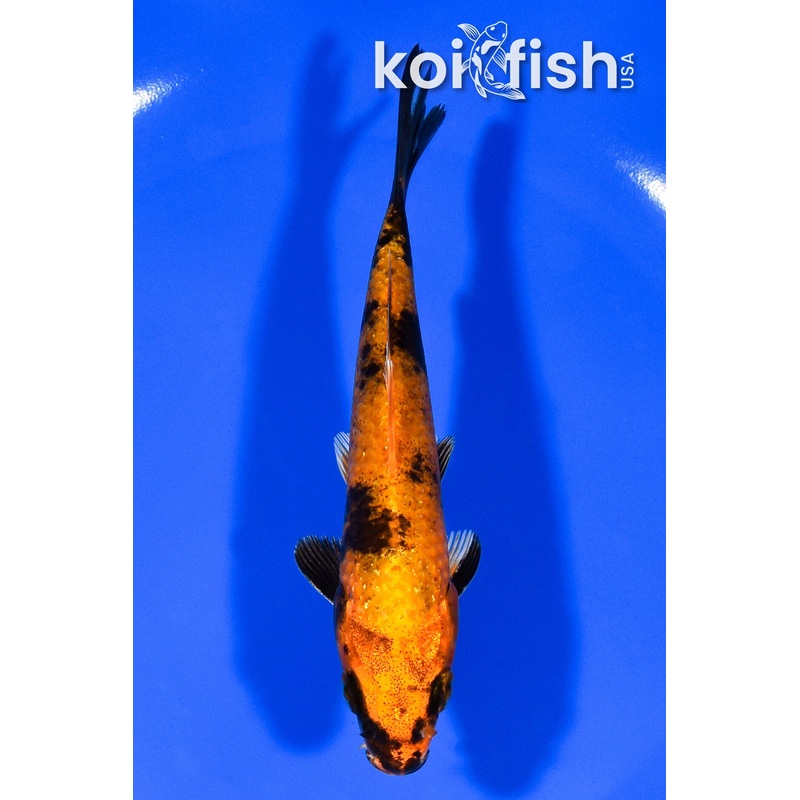 5.25" KIN HI UTSURI