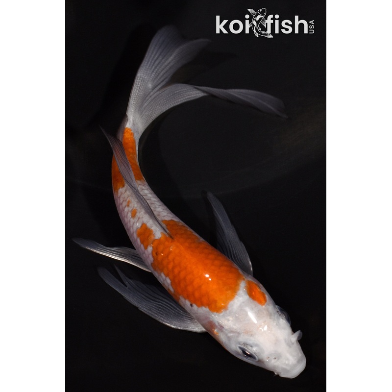 5.25" OCHIBA SHIGURE BUTTERFLY