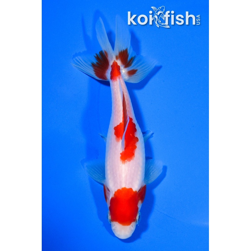 5.25" SARASA WAKIN GOLDFISH