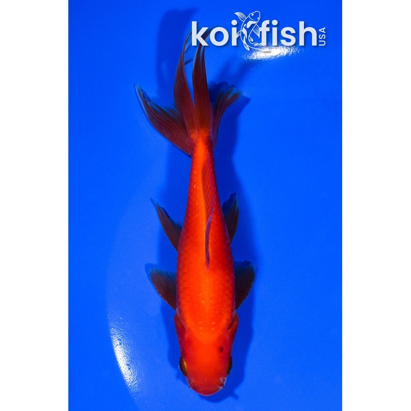 5.25" WAKIN GOLDFISH