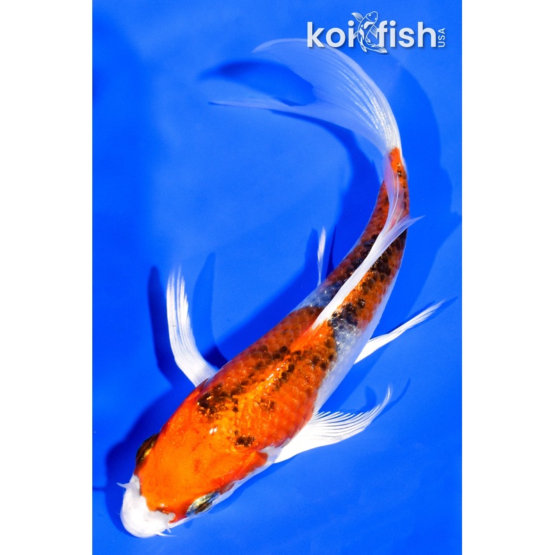 5.25" YAMATO NISHIKI BUTTERFLY